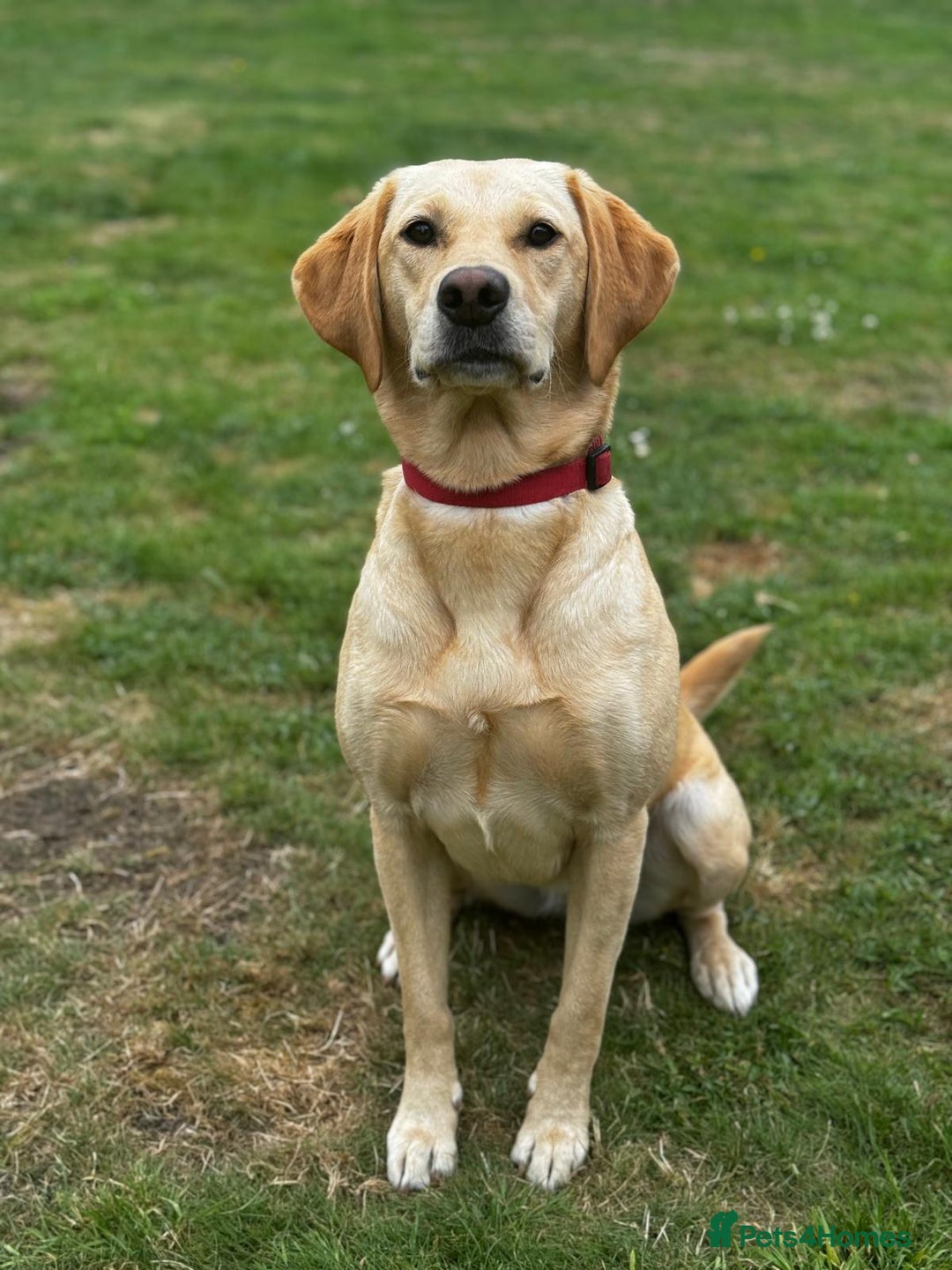 Labrador Retriever dogs for sale: Labrador puppies  - Image 5
