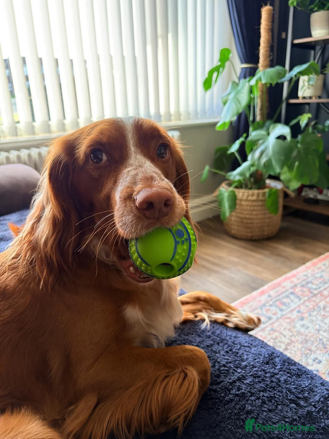 Sprocker dogs for sale: Monty needs new home in Kidderminster - Advert 2