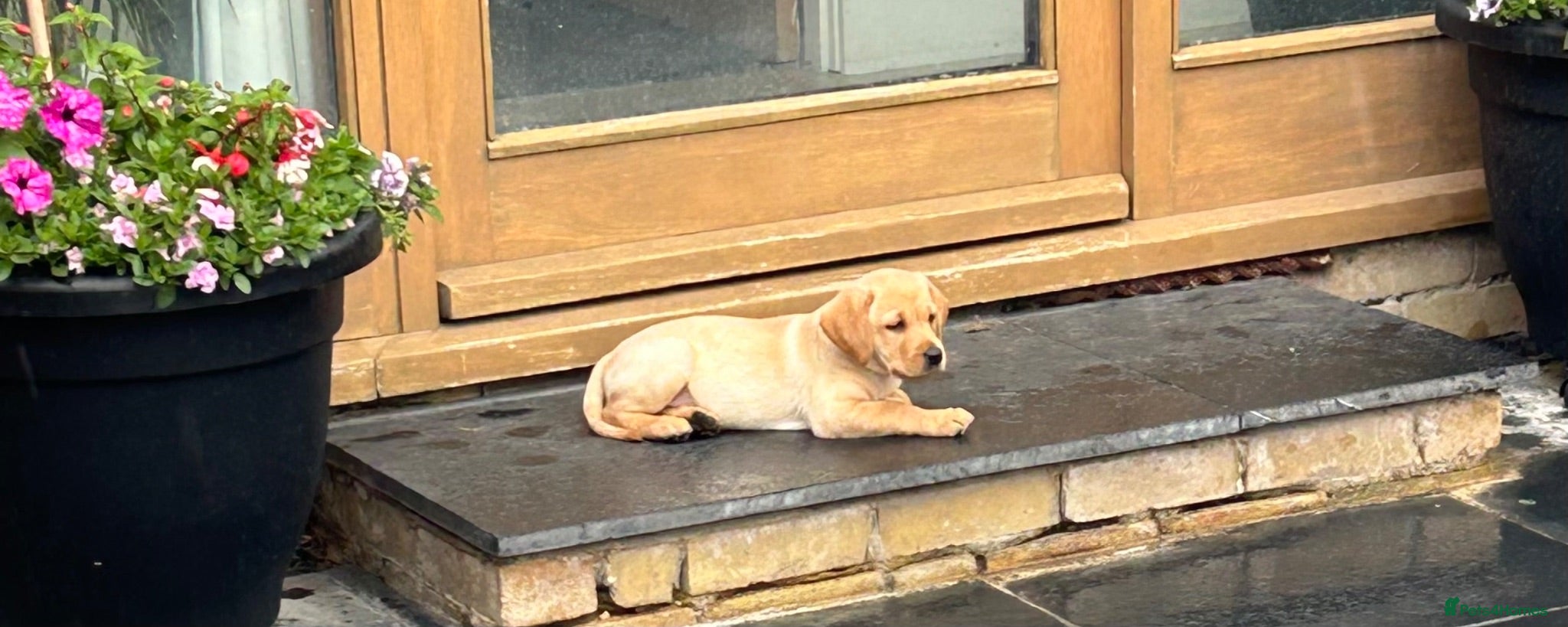 Labrador Retriever dogs Stunning Litter of Yellow Labradors - Advert 7
