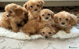 Cavapoo dogs for sale: Apricot Cavapoos - Image 1