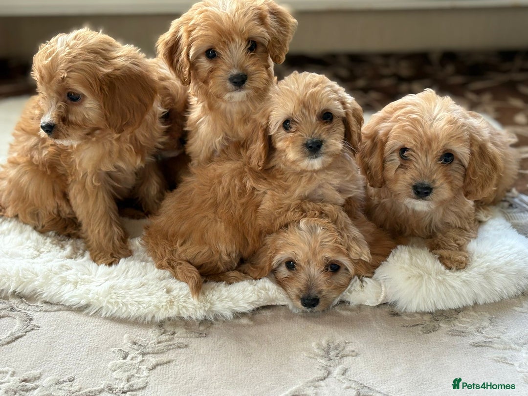 Cavapoo dogs for sale: Apricot Cavapoos - Image 1