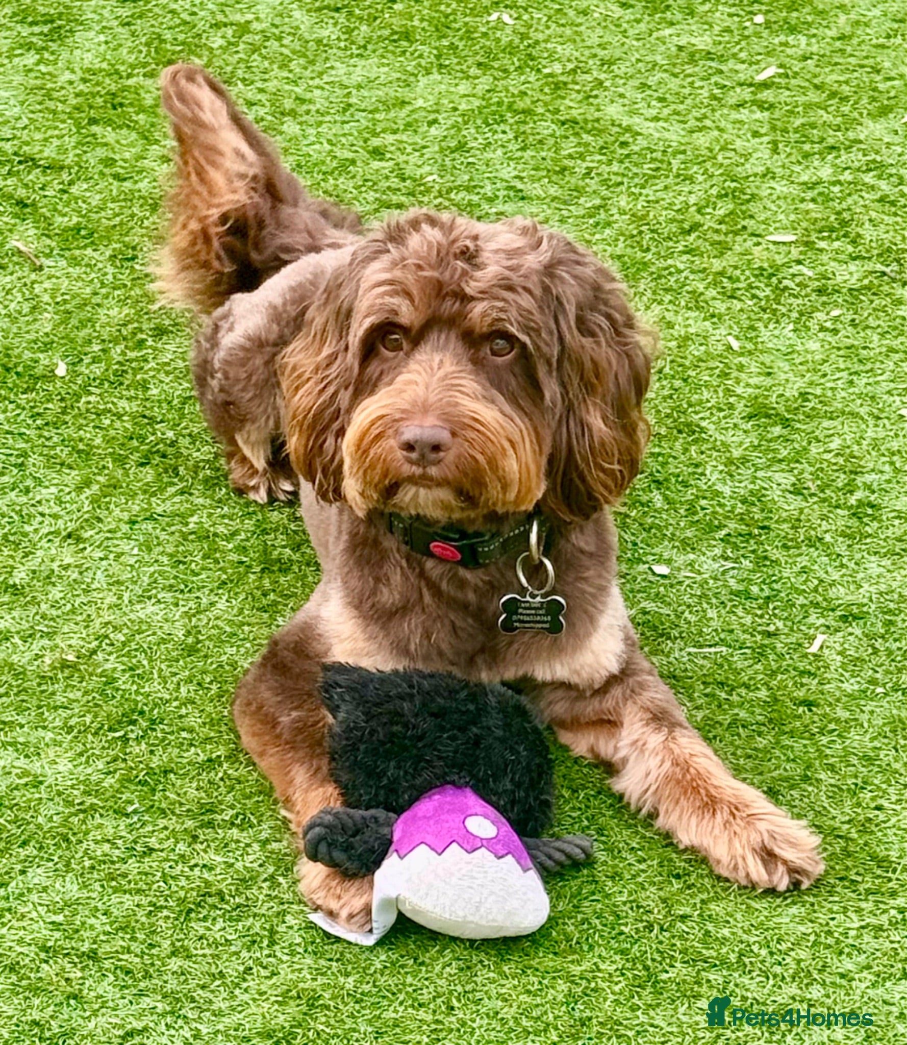 Cockapoo dogs ChOCOLATE TRI F1 PROVEN CERTIFIED COCKAPOO STUD - Advert 6