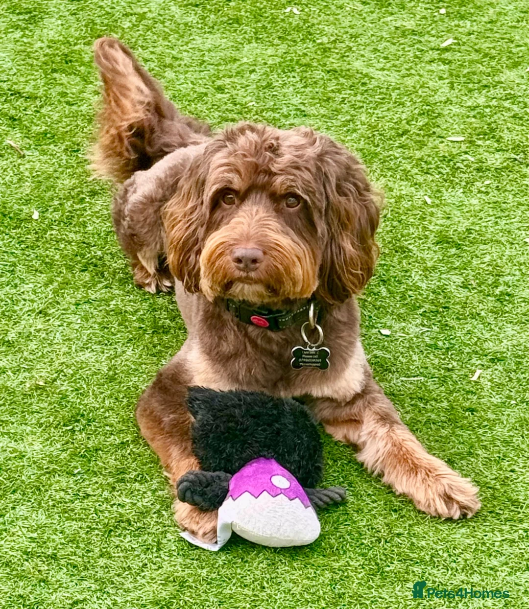 Cockapoo dogs for stud: ChOCOLATE TRI F1 PROVEN CERTIFIED COCKAPOO STUD - Advert 1