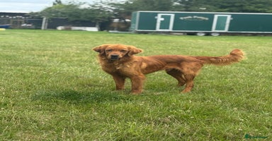 Golden Retriever dogs - Advert 4
