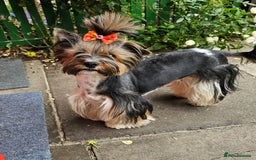 Yorkshire Terrier dogs for sale: 5 szczeniąt York terrier (Biewer) - Image 22