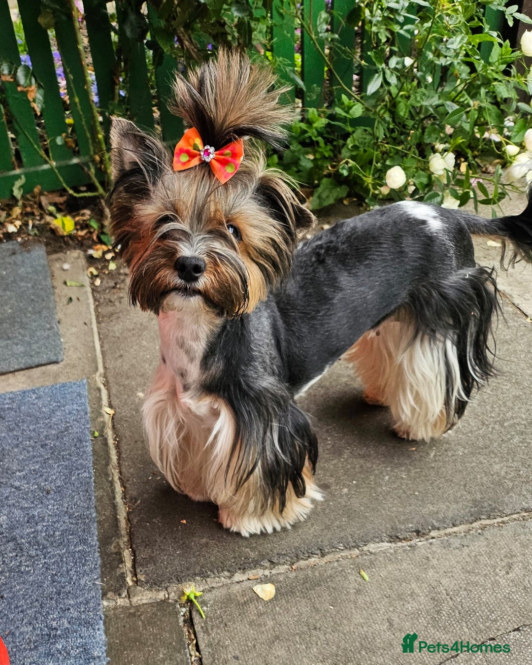 Yorkshire Terrier dogs for sale: 5 szczeniąt York terrier (Biewer) - Image 22