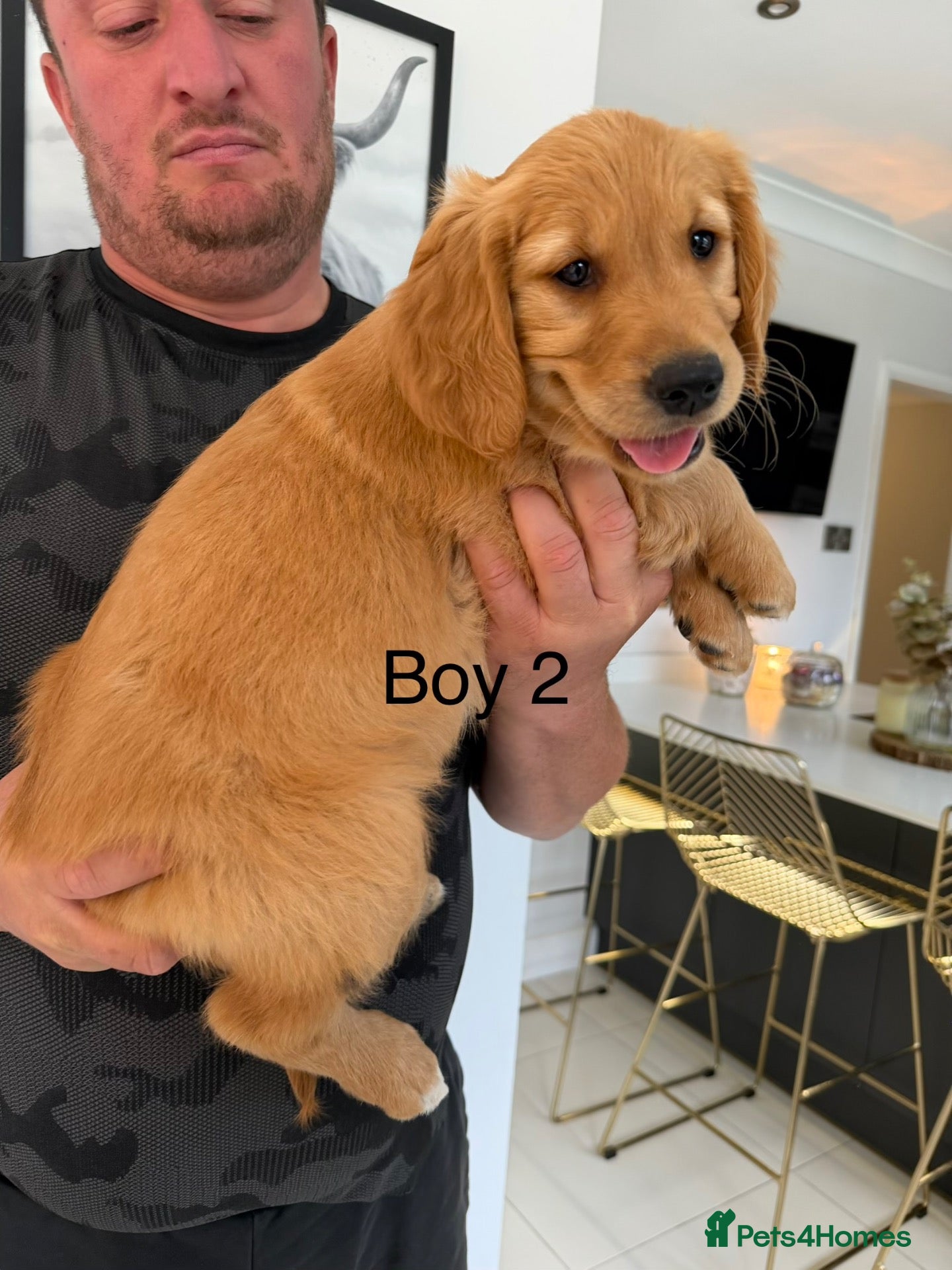 Golden Retriever dogs Dark Working retriever puppies  - Advert 1