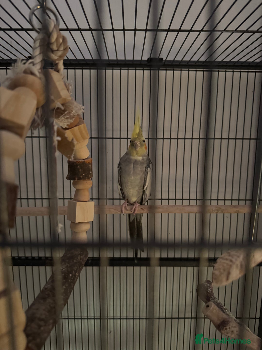 Cockatiels birds for sale: 4 cockatiels for sale - Image 6