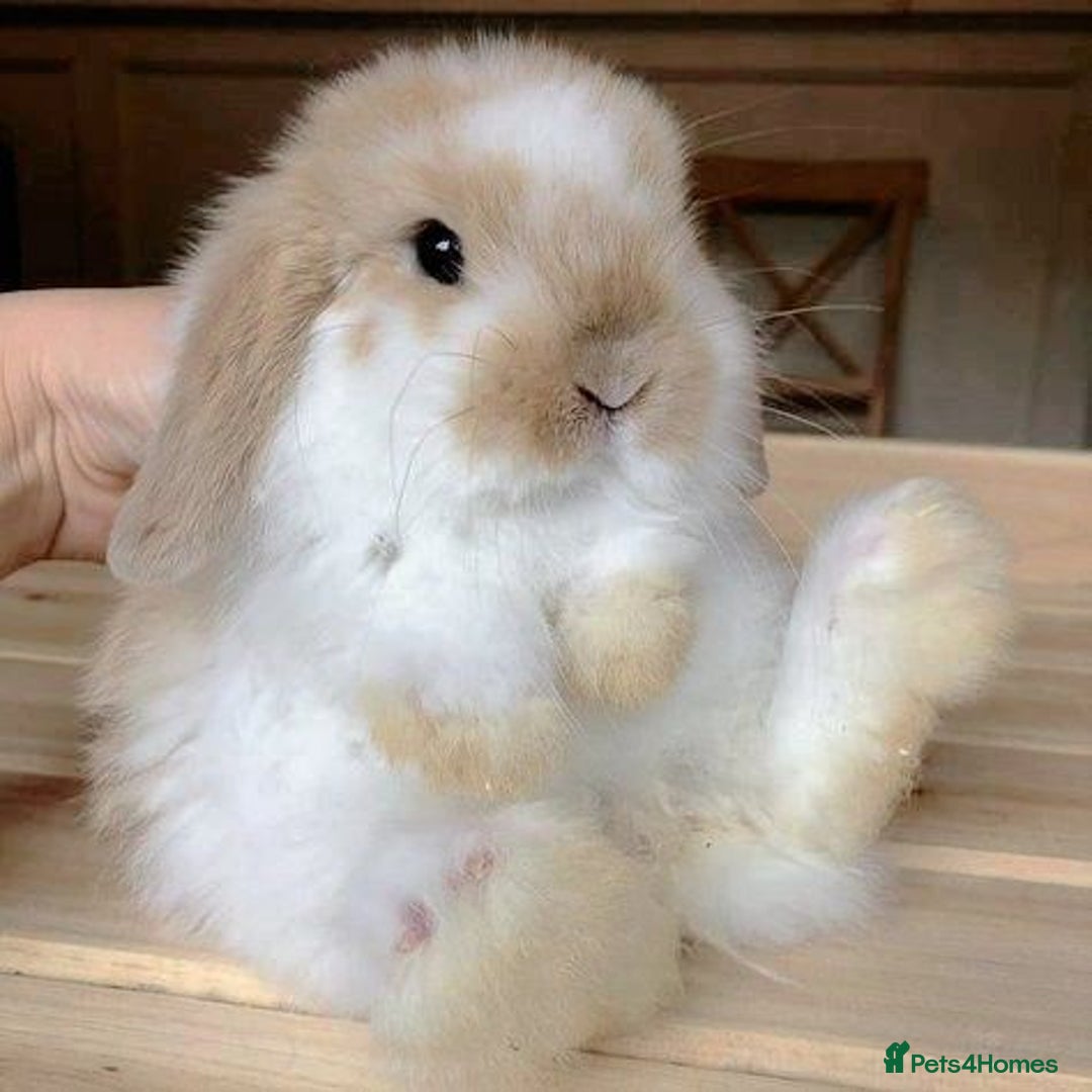 Mixed Breed rabbits for sale: Rabits - Image 7