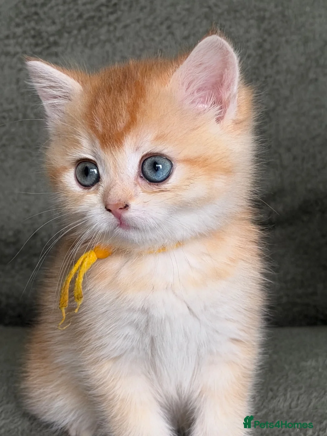 British Shorthair cats for sale: Unique British shorthair golden kittens  - Advert 1