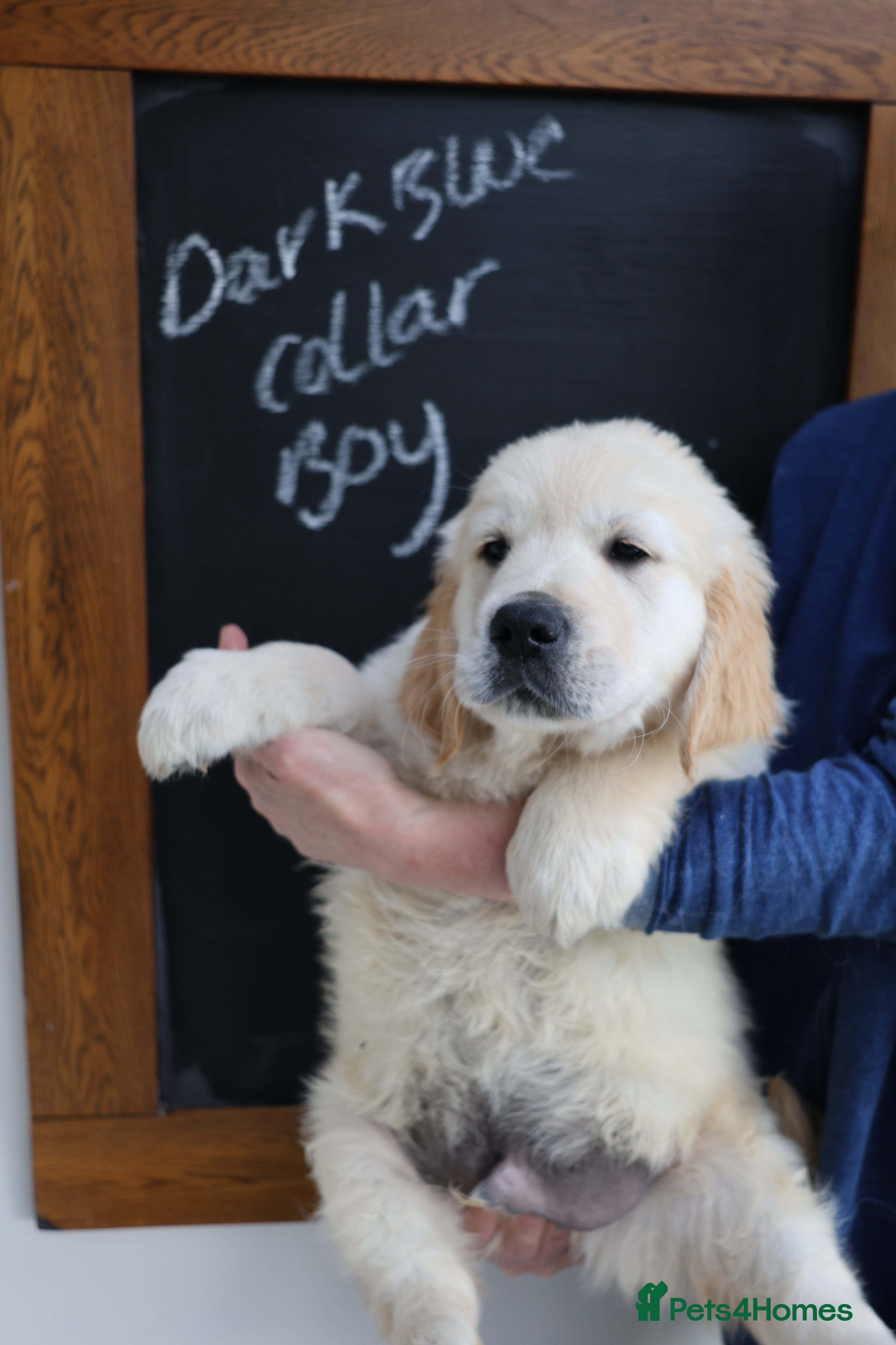 Golden Retriever dogs Amazing Golden Retriever Puppies - Advert 2