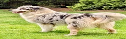 Australian Shepherd dogs for sale: Blue Merle Aussie girl.  in Market Harborough - Advert 3