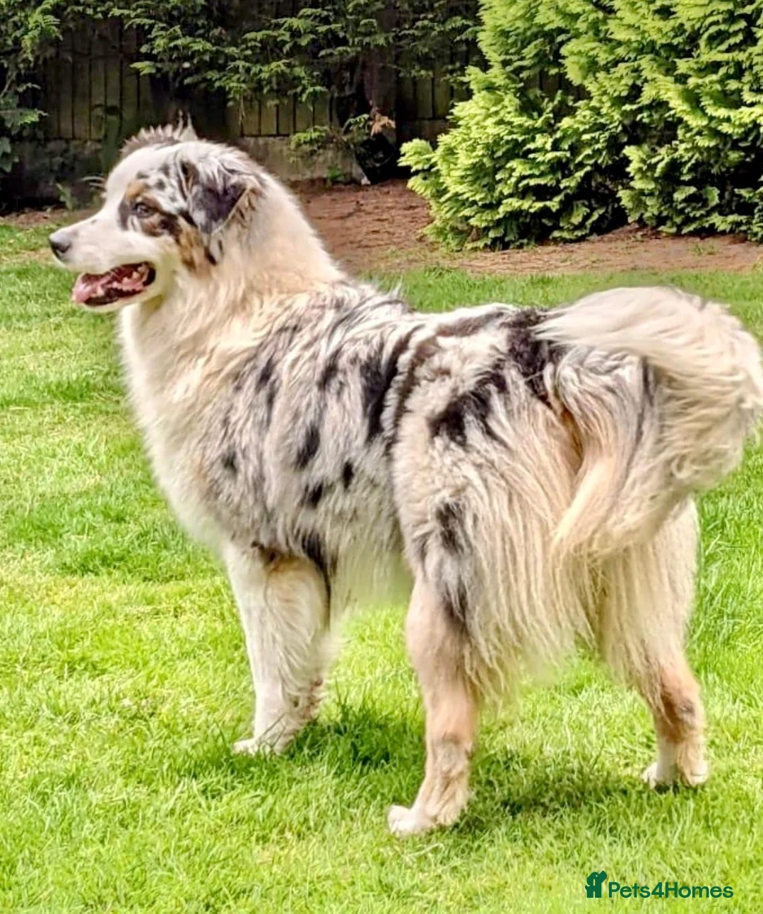Australian Shepherd dogs for sale: Blue Merle Aussie girl.  in Market Harborough - Advert 3