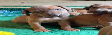 Rhodesian Ridgeback 1