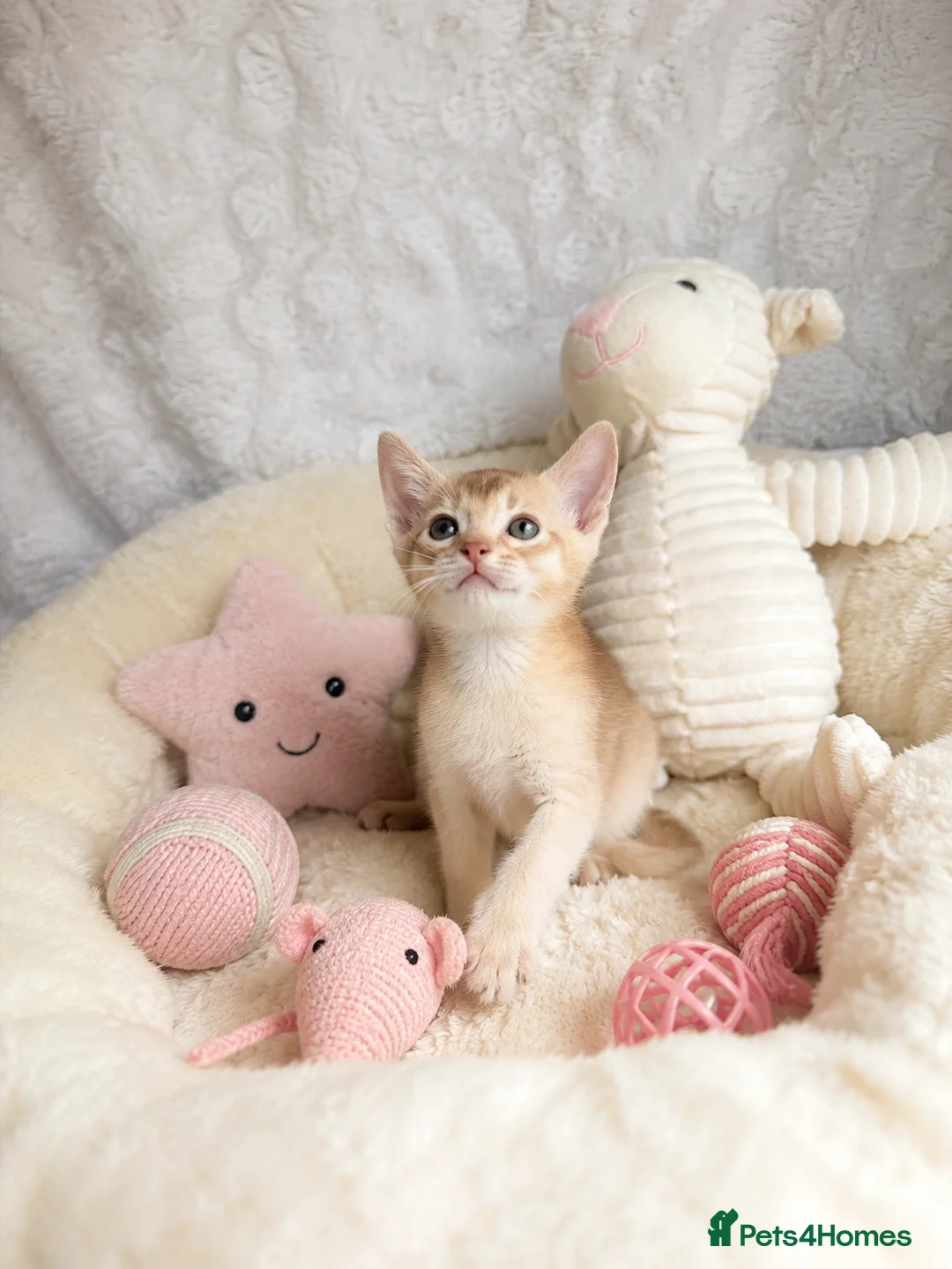 Abyssinian cats for sale: ❤️🏆 Outstanding Abyssinian Kittens Available 🏆❤️ - Advert 2