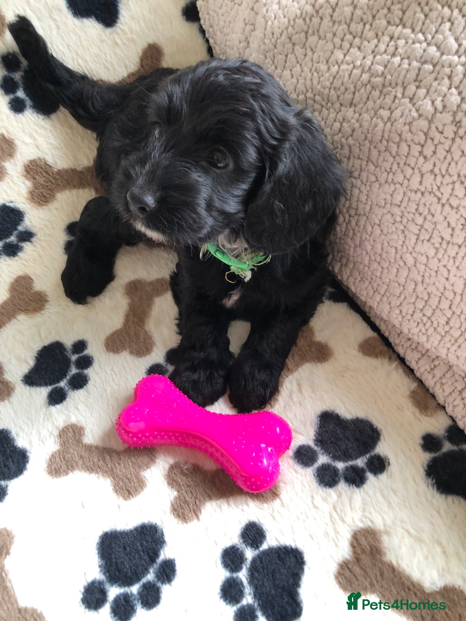 Cockapoo dogs Exclusive cockapoo puppies . - Advert 2
