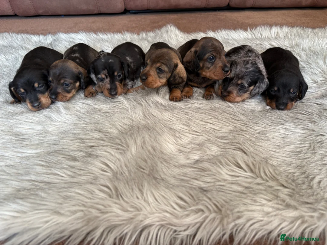 Dachshund dogs for sale: Wire haired dachshund  - Advert 2
