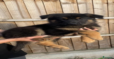 German Shepherd dogs - Advert 3