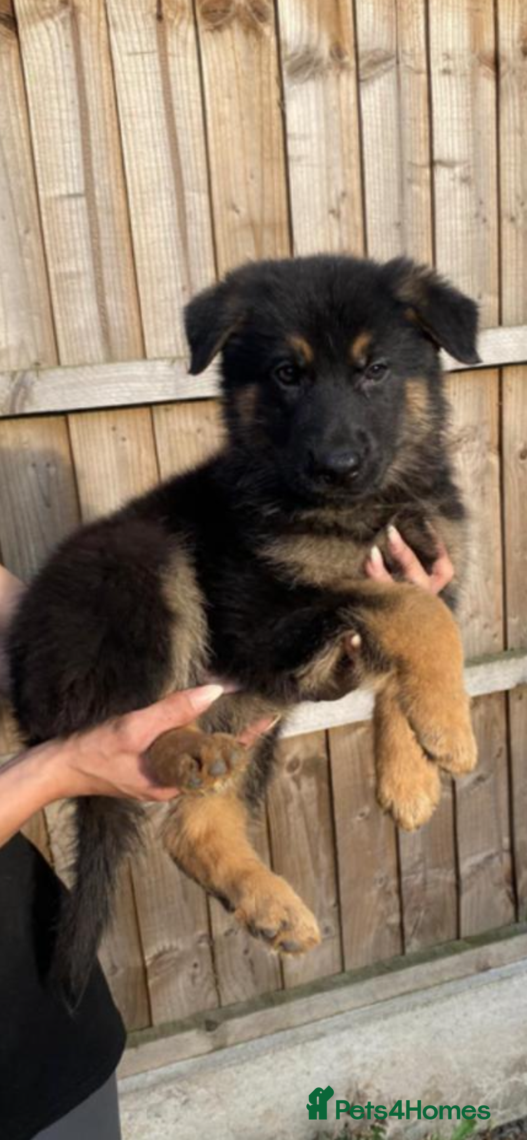 German Shepherd dogs for sale: German Shepard puppies  - Image 3