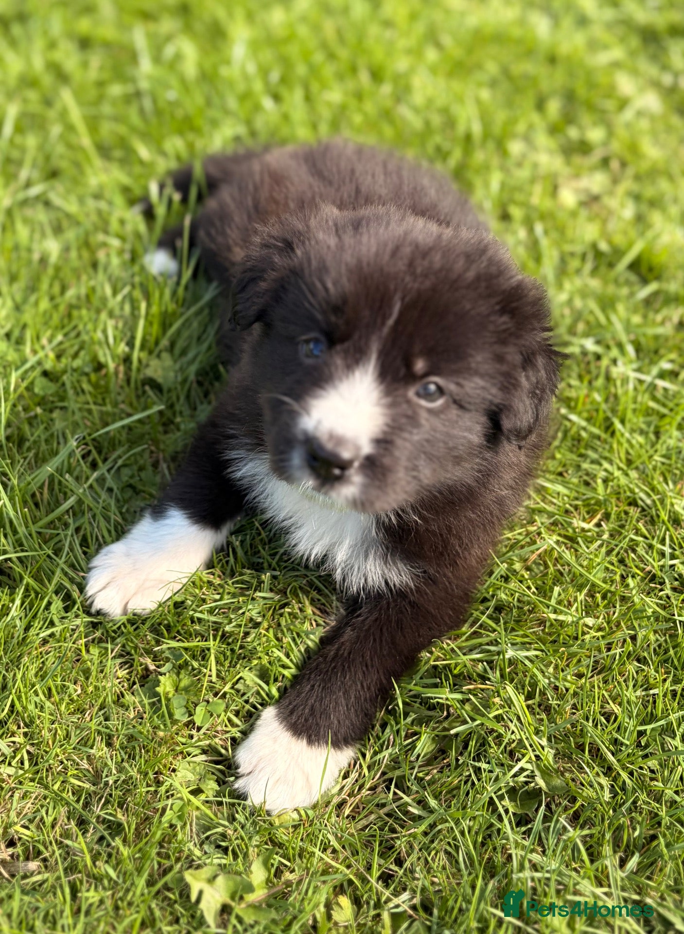 Border Collie dogs STUNNING BORDER COLLIE PUPS.  - Advert 12