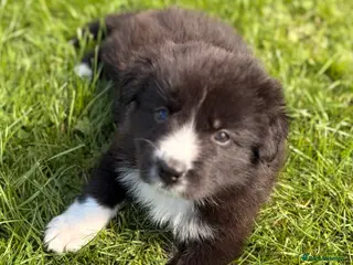 Border Collie dogs STUNNING BORDER COLLIE PUPS. - Advert 4