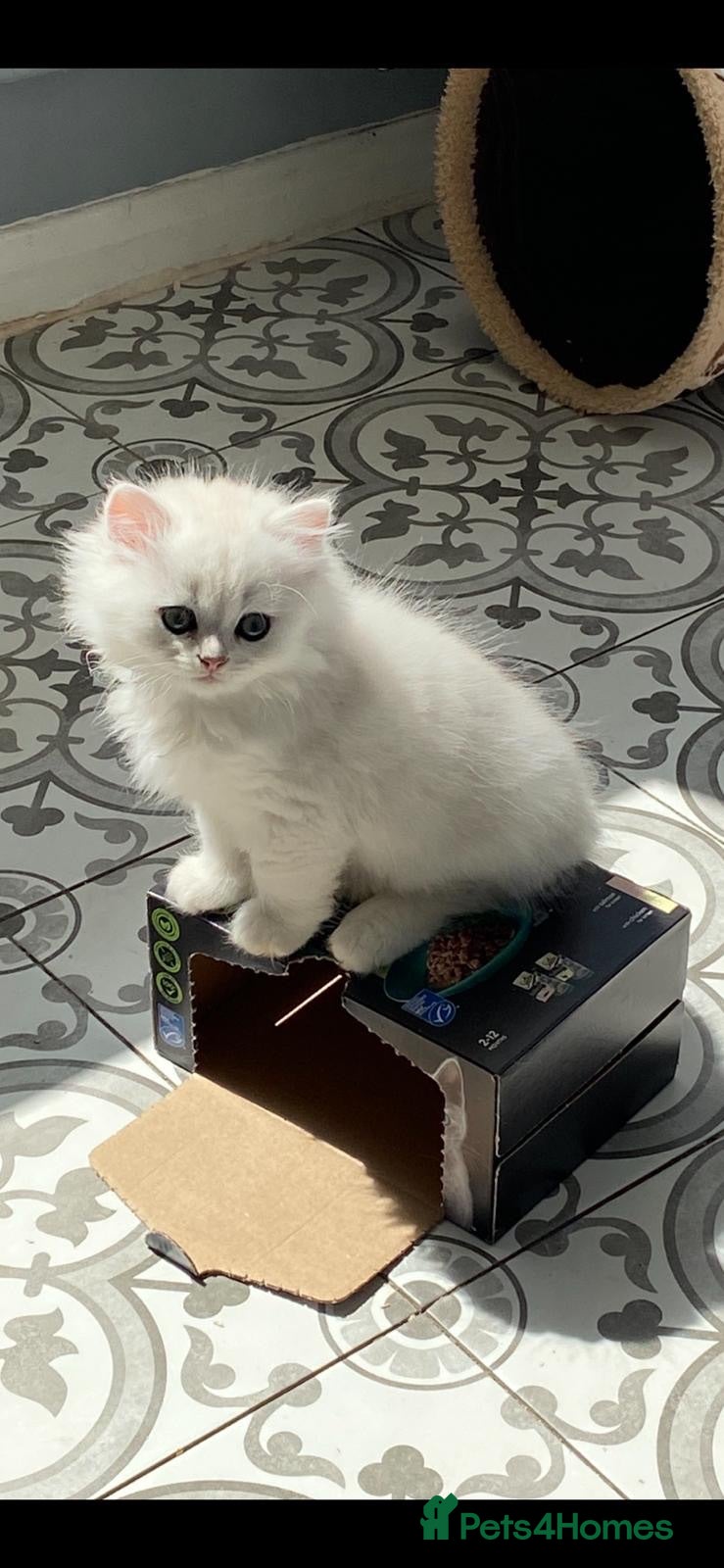 British Longhair cats ⭐️ BEAUTIFUL BLH & BSH FEMALE KITTENS   ⭐️ - Advert 2