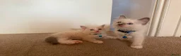 Ragdoll cats for sale: Purebred Ragdol Kitten - DNA Verified 100% - Advert 31