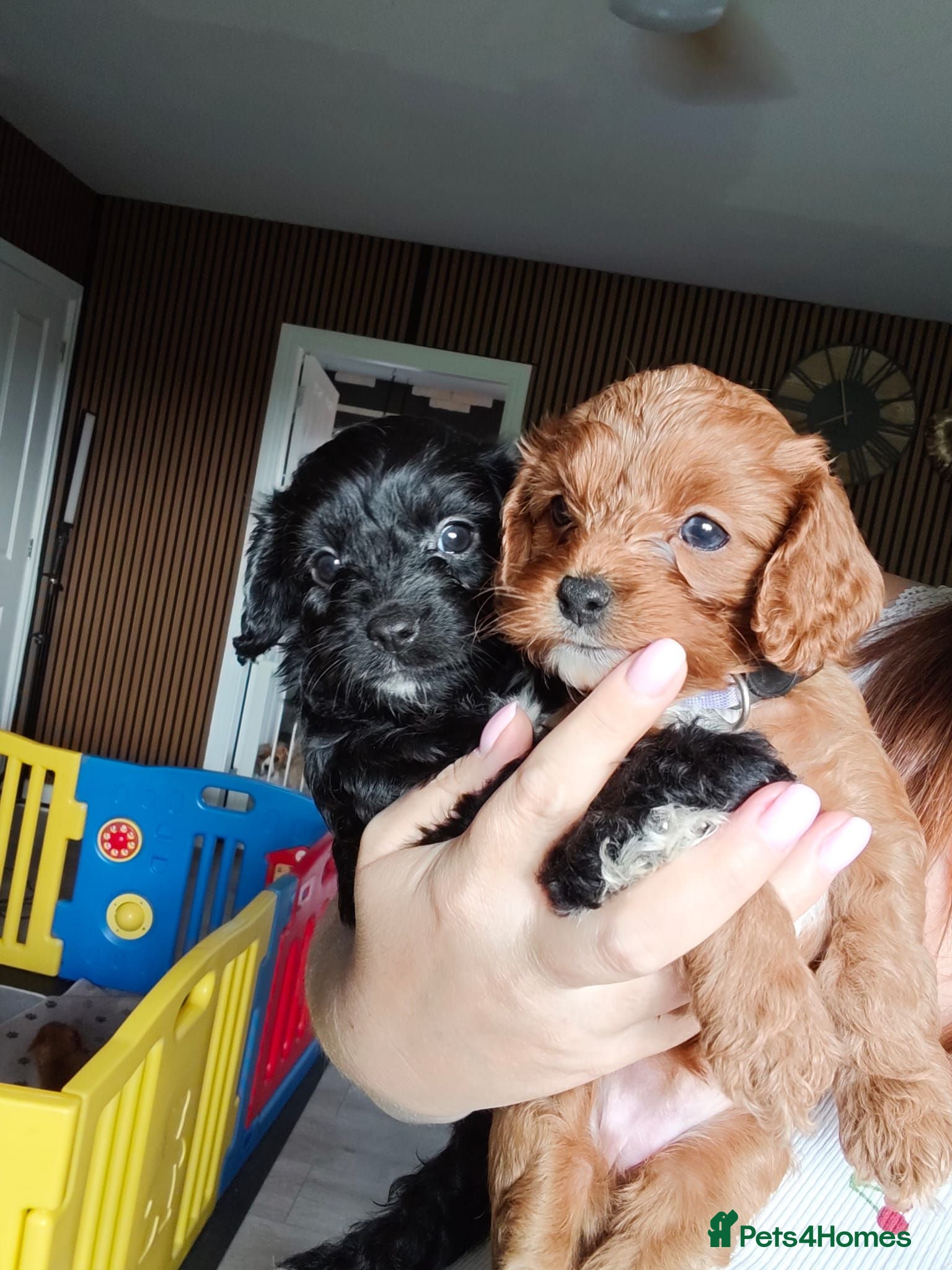 Cavapoo dogs Little fluffs available in two weeks - Advert 10