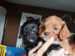 Cavapoo dogs Little fluffs available in two weeks - Advert 10