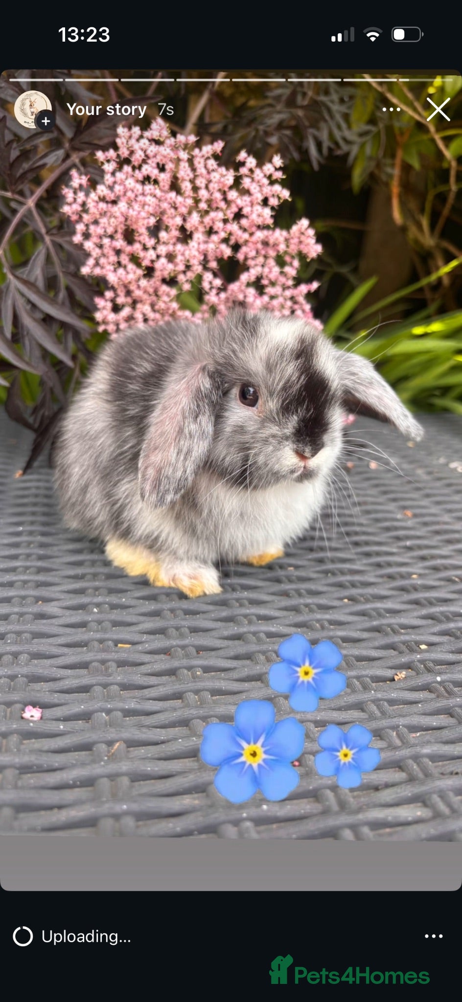 Mini Lop rabbits Mini lop babies  - Advert 2