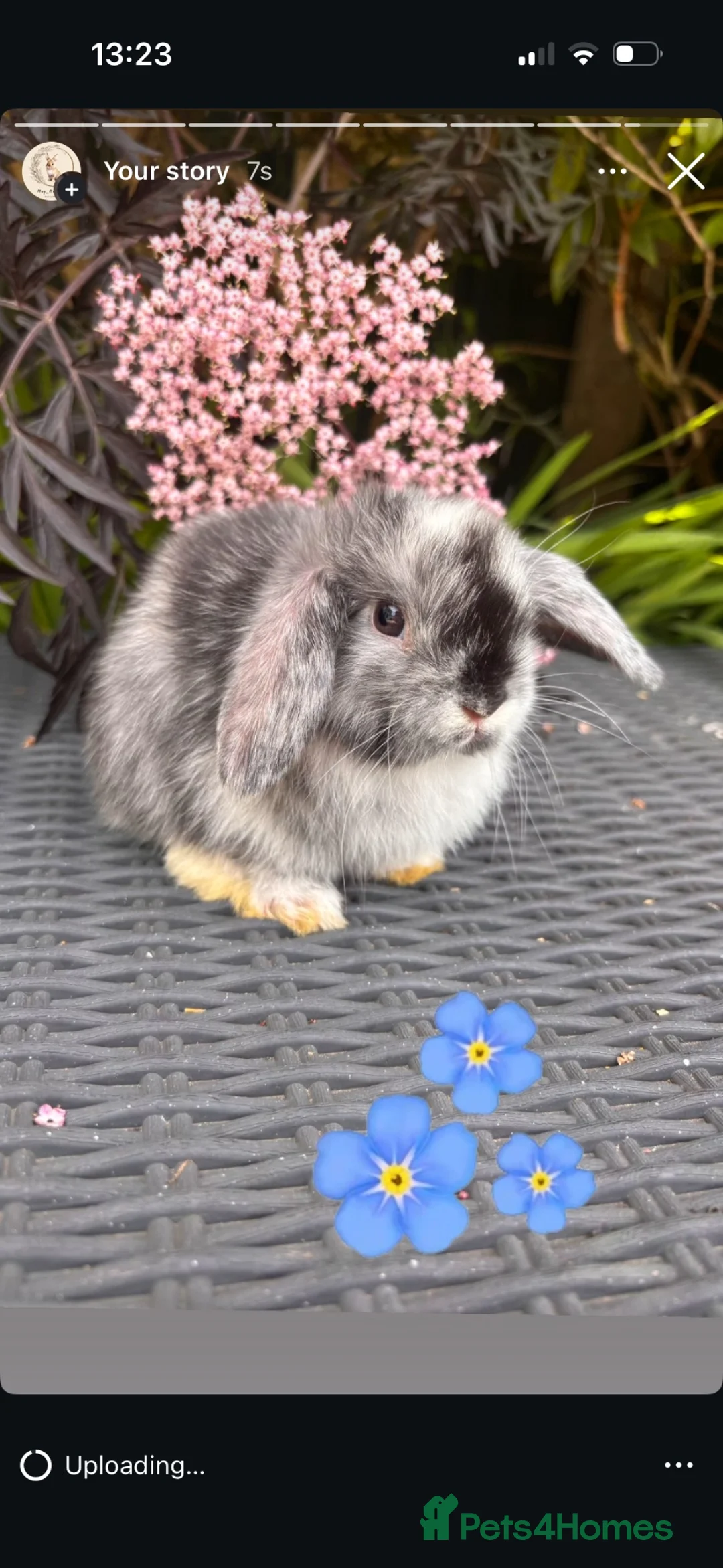 Mini Lop rabbits for sale: Mini lop babies  - Advert 2