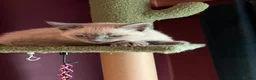 Oriental cats for sale: 7 RAGDOLL/SIAMESE KITTENS  - Advert 21