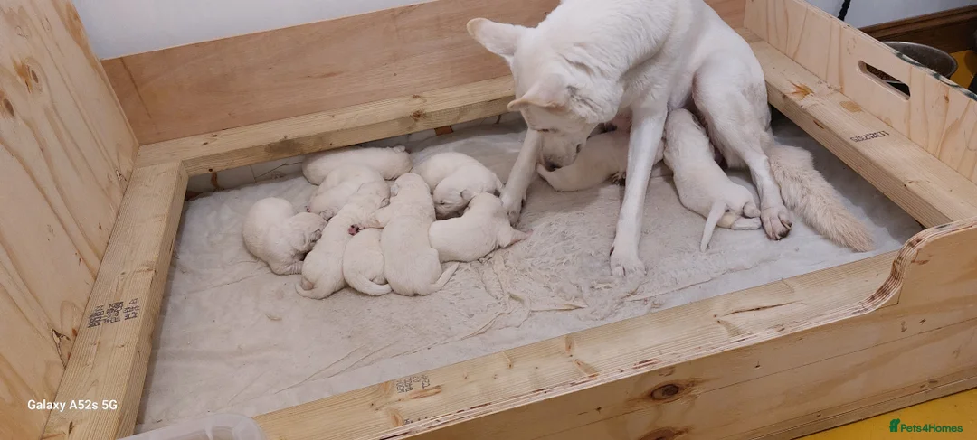 White Swiss Shepherd dogs for sale: Gorgeous white swiss shepherd puppies  - Advert 18