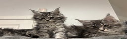 Maine Coon cats for sale:  TICA Maine Coon Kitten litter due soon!  - Advert 10