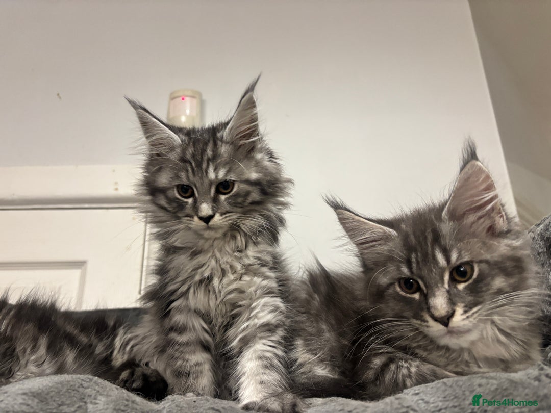 Maine Coon cats for sale:  TICA Maine Coon Kitten litter due soon!  - Advert 10