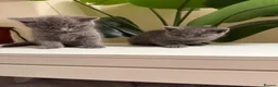 British Shorthair cats for sale: Beautiful British short hair kittens  - Advert 17