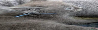 Siberian 1