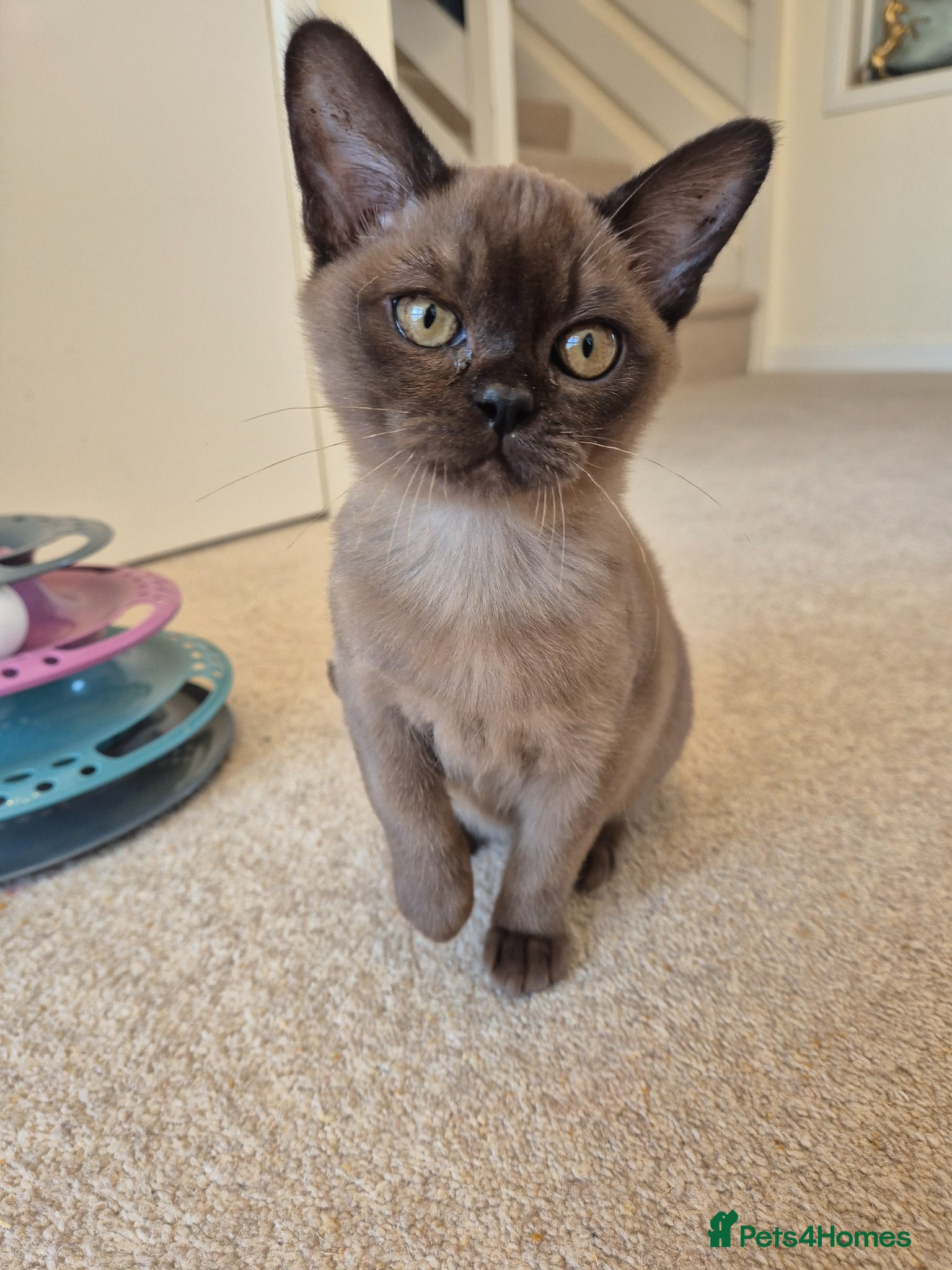 Burmese cats Pedigree Female Brown  Burmese Kitten   - Advert 1