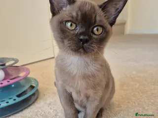 Burmese cats Pedigree Female Brown Burmese Kitten - Advert 3