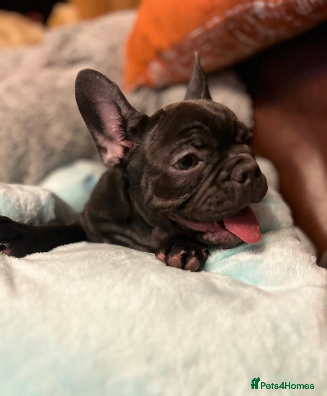 French Bulldog dogs for sale: KC registered French Bulldog Girl  & 1 Boys 🐶❤️ - Advert 29