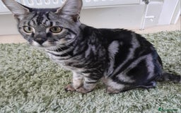 Savannah cats for sale: Full Pedigree & TICA Reg F5 Marble Savannah Kitten - Image 1