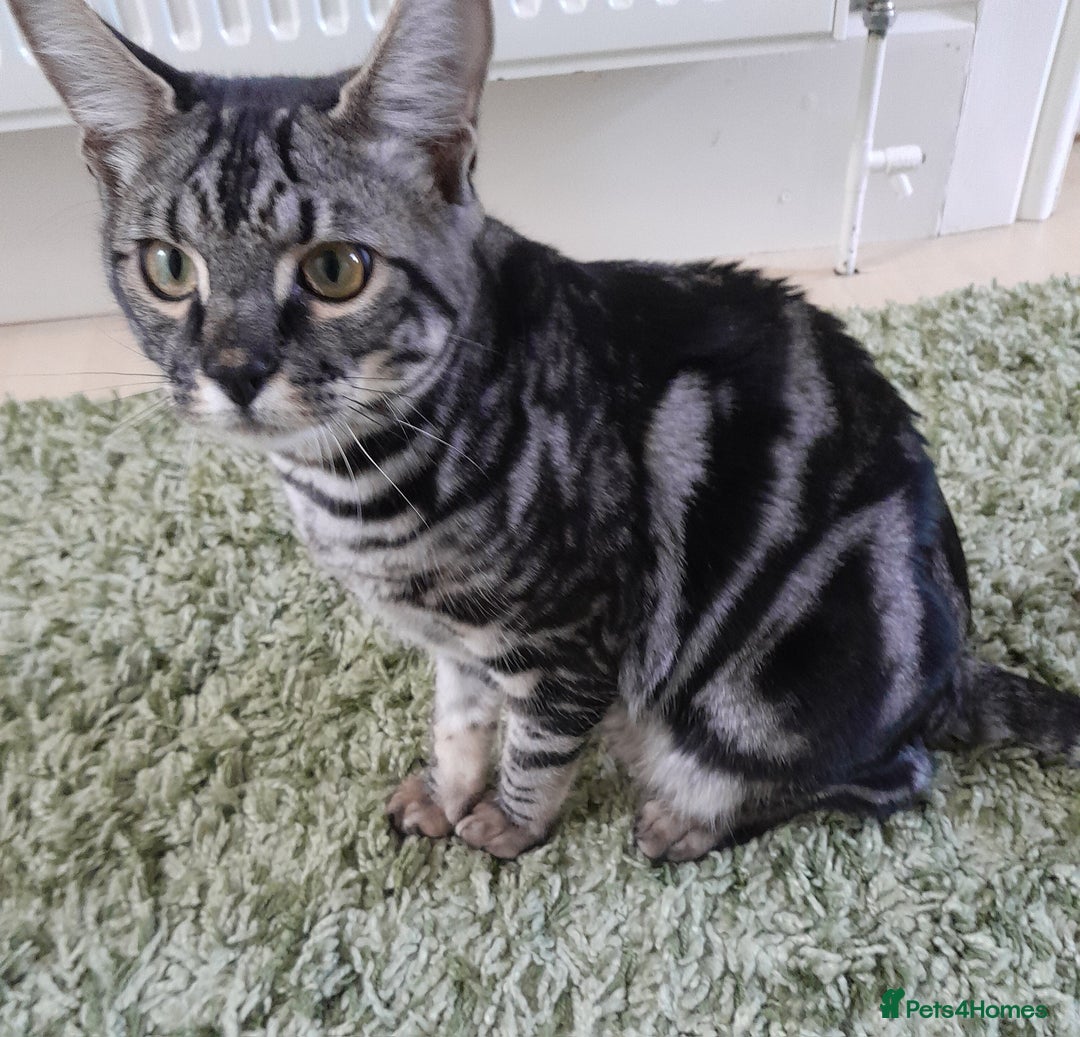 Savannah cats for sale: Full Pedigree & TICA Reg F5 Marble Savannah Kitten - Image 1