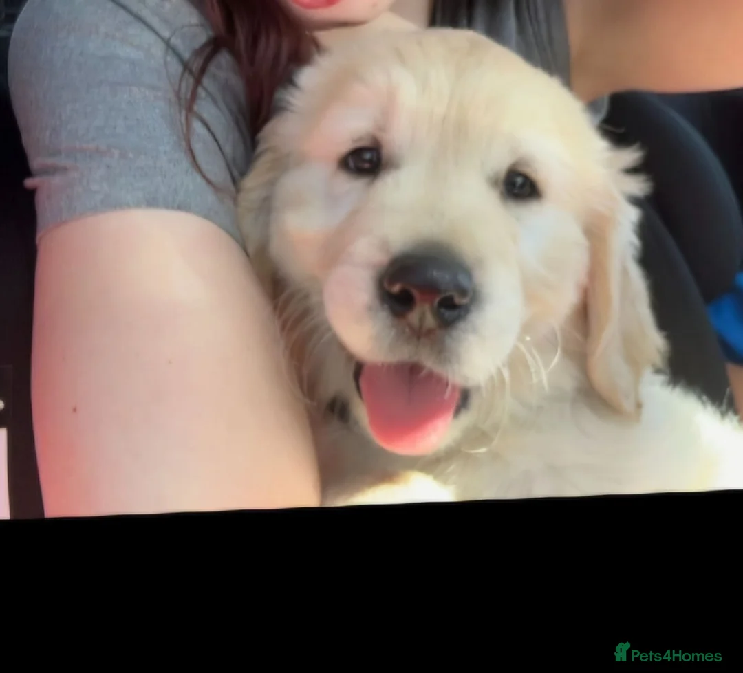 Golden Retriever dogs for sale: Golden retriever boy  - Advert 1