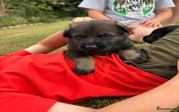 German Shepherd dogs for sale: Vonlisand M-litter - Image 5