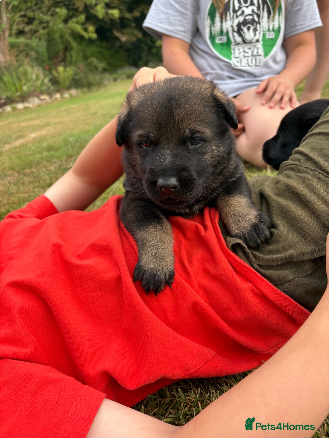 German Shepherd dogs for sale: Vonlisand M-litter - Image 5