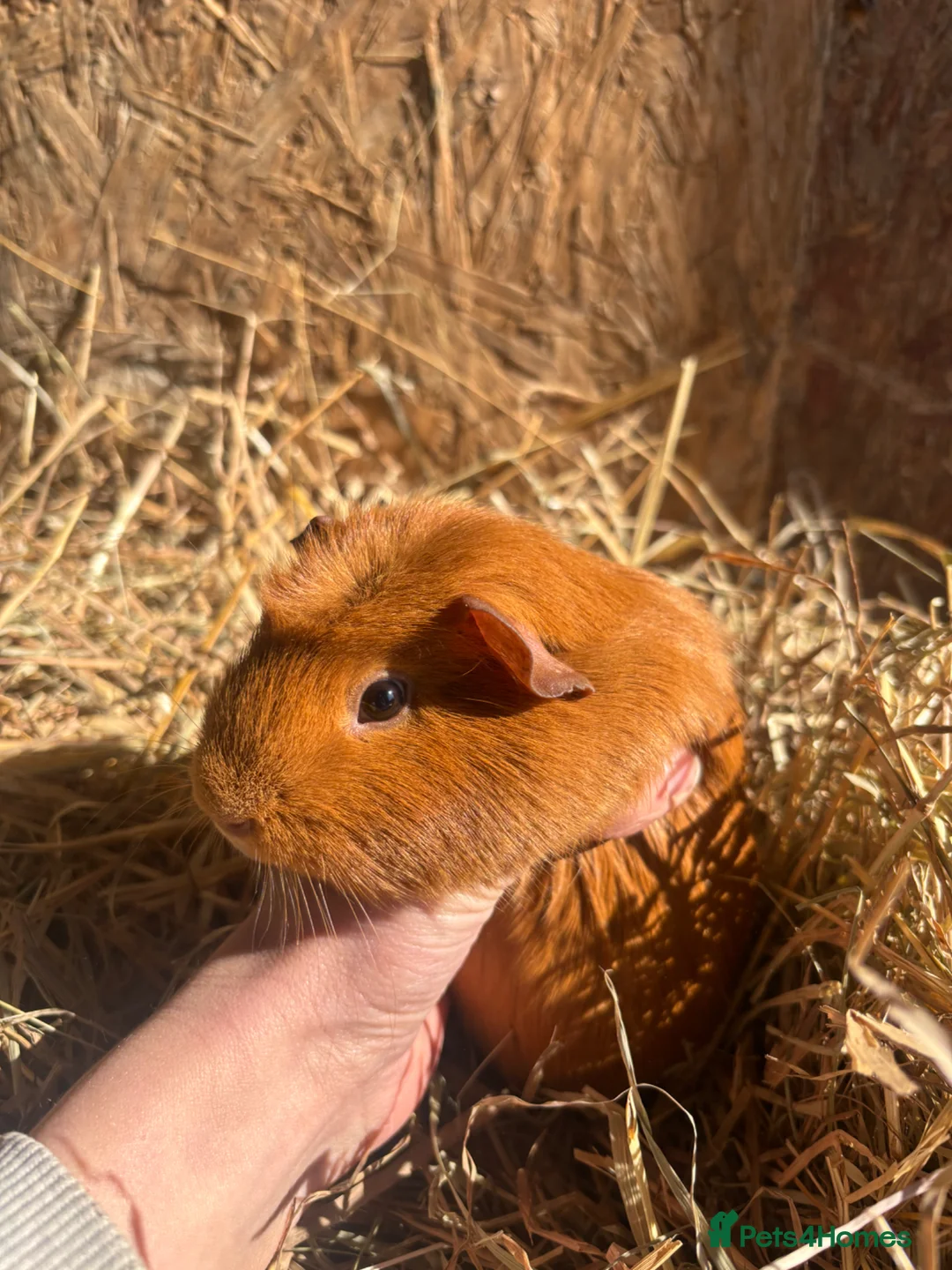Guinea Pig rodents for sale: Friendly Young Guineapigs  - Advert 13