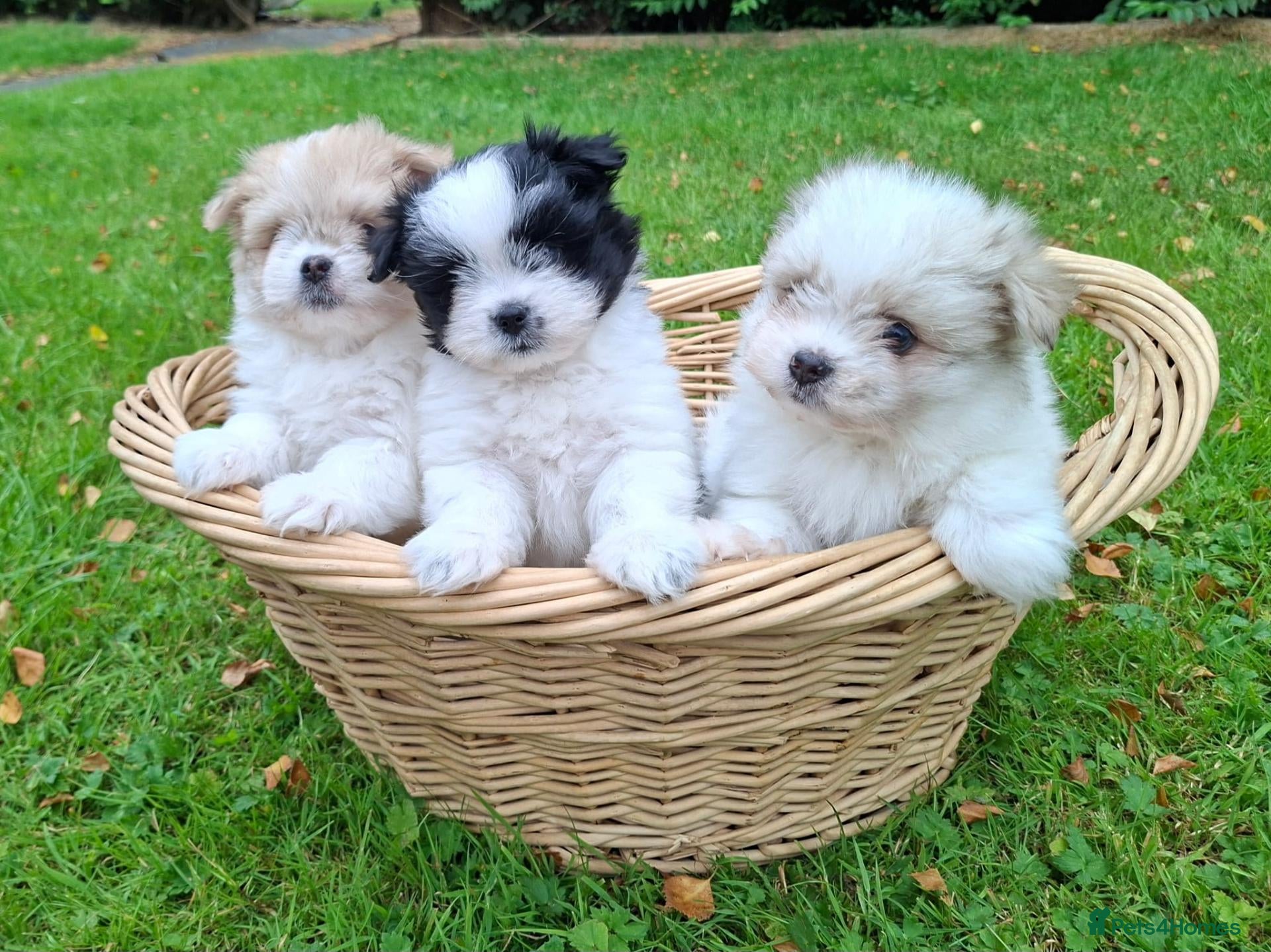 Maltipom dogs Gorgeous Maltipom Puppies - Advert 1