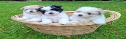 Maltipom dogs for sale: Gorgeous Maltipom Puppies in Mauchline - Advert 1