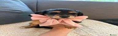 Miniature Dachshund Puppy 2