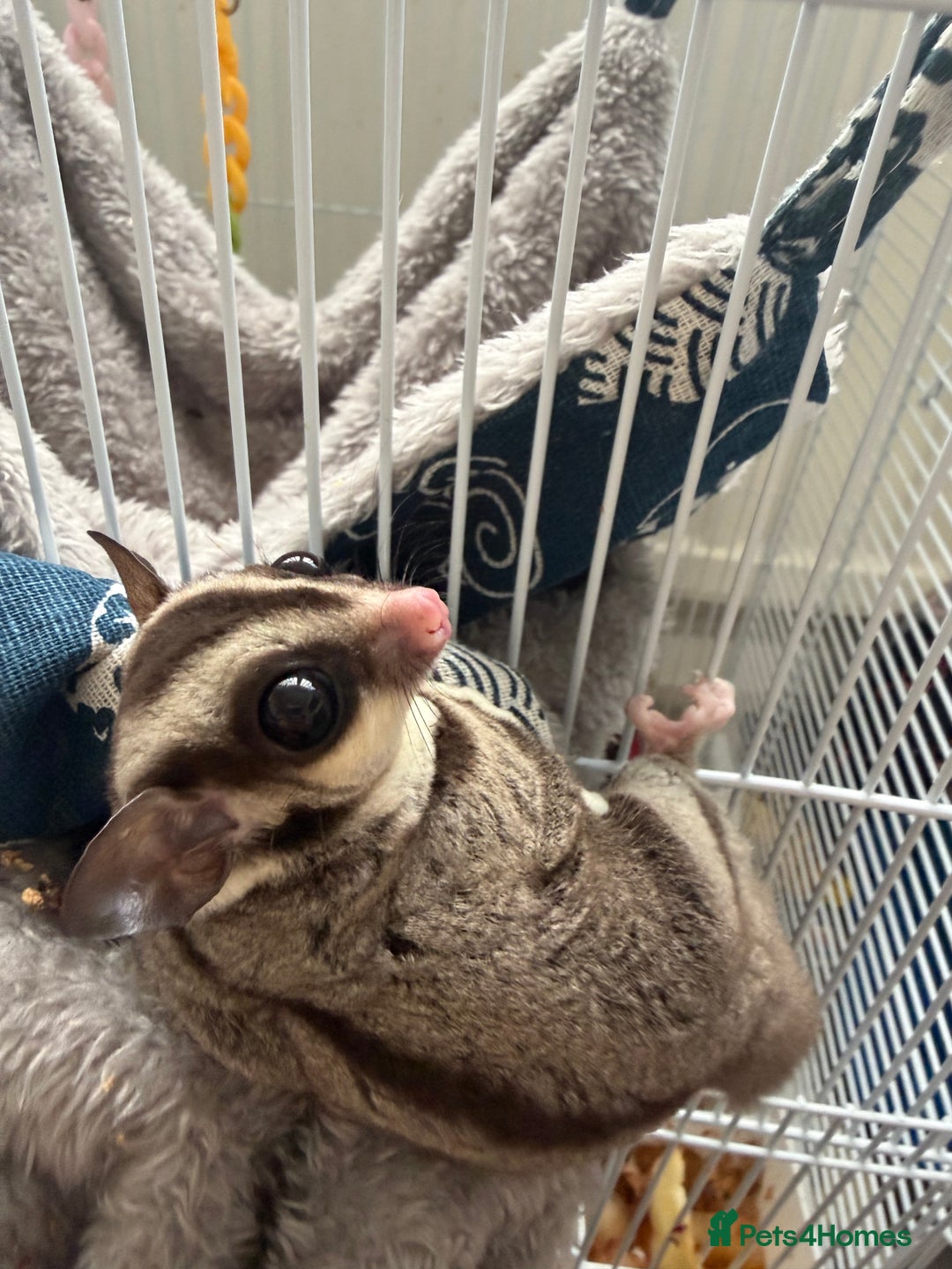 Sugar Glider rodents for sale: White and grey sugar glider - Advert 7